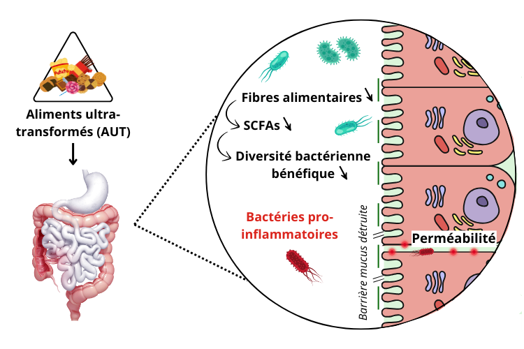 Effets délétères des AUT sur la barrière intestinale